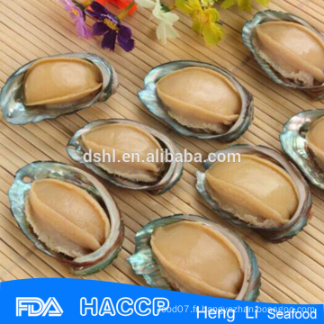 Haute qualité fujian abalone à vendre